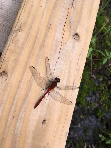 Dragonfly at Sifton Bog London, Ontario, CA