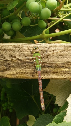 Dragonfly at backyard Toronto, ON