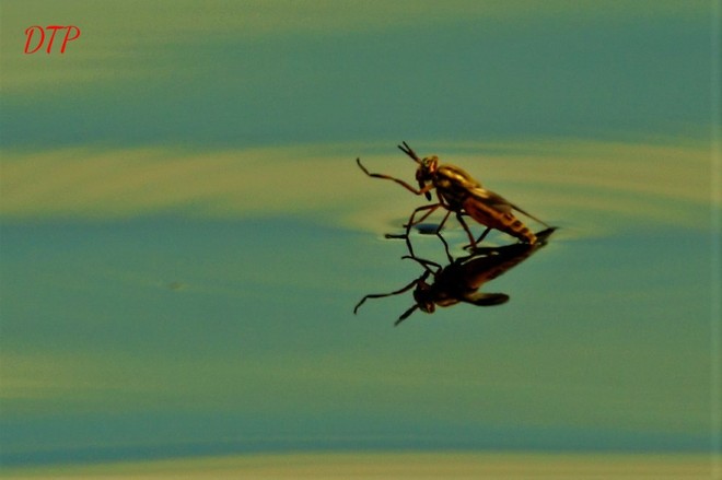 horsefly taking a dip Kaszuby, ON