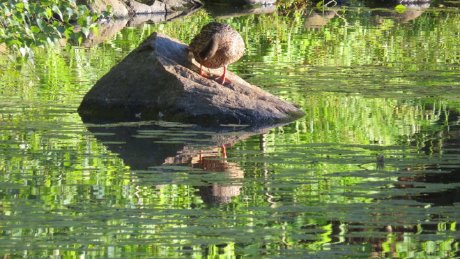 Duck Pond Bridgewater, NS