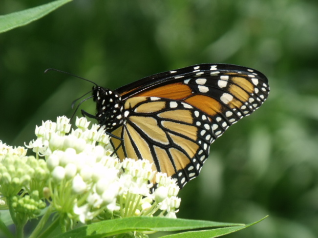 Monarch in the Garden. Oshawa, ON