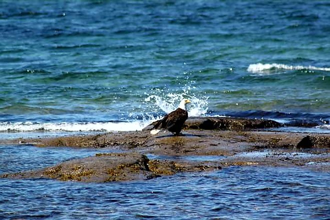 Eagle in surf near Rocky Harbour NFLD. Rocky Harbour, NL
