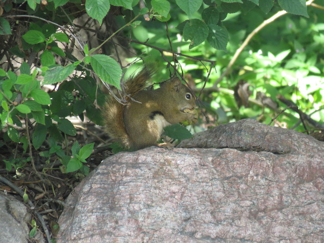 Squirrel eating apple Greenland Garden Centre, Sherwood Park, AB
