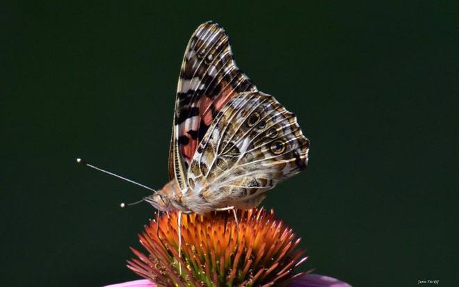 Papillon Saint-Jean-sur-Richelieu, QC