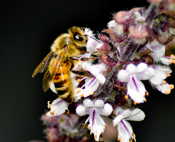 honeybee Thorold, ON