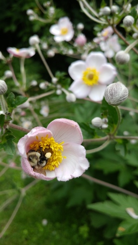bumble bee Ottawa, ON