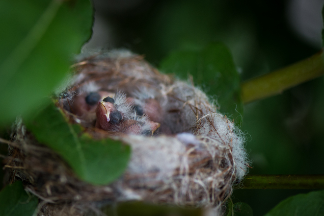 Baby Goldfinches Woodstock, ON