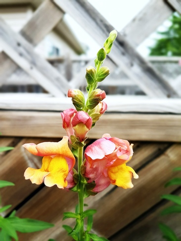 blooming Snapdragons from my garden Waterloo, ON