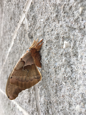 Polyphemus moth Listowel, Ontario, CA