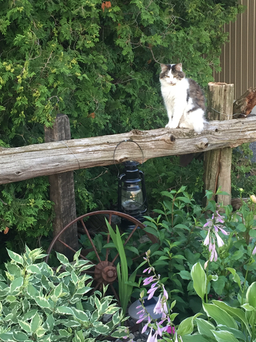 Cat on the fence Newington, Ontario, CA