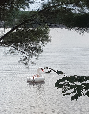 Jimmy the Swan on Blackstone Harbour ... ahhh cottage life Woods Bay, ON