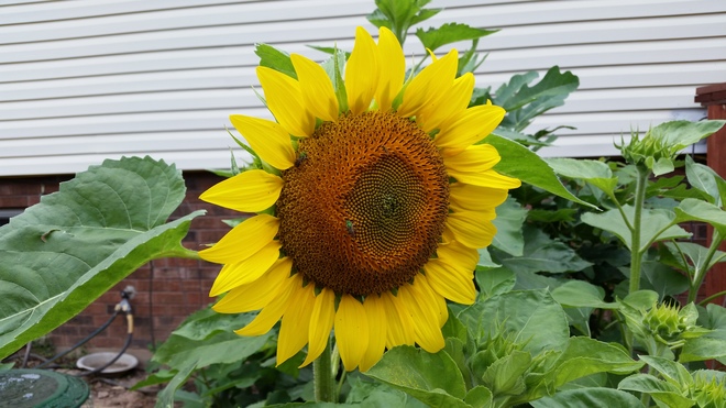 sunflowers Niagara Falls, ON