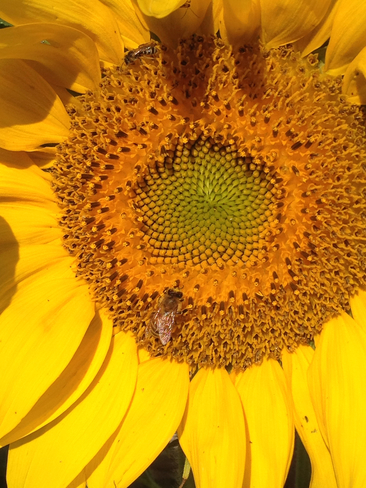 Sunflower bee Mount Hope, Ontario, CA