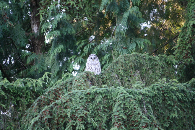 Barred Owl Redmond, WA, United States