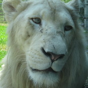 Le roi de la jungle,(Gus) du parc Safari xx