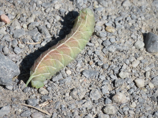 waved sphinx moth caterpillar Ottawa, ON