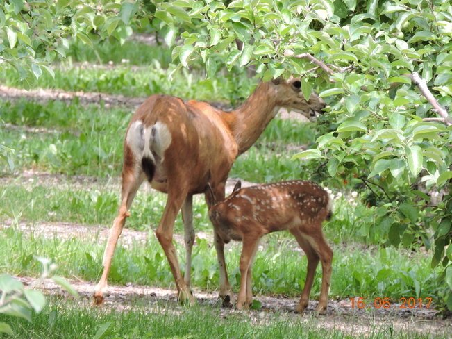 Bambi et sa maman Headwaters Rd, Central Okanagan H, BC V0H, Canada