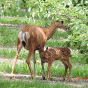 Bambi et sa maman