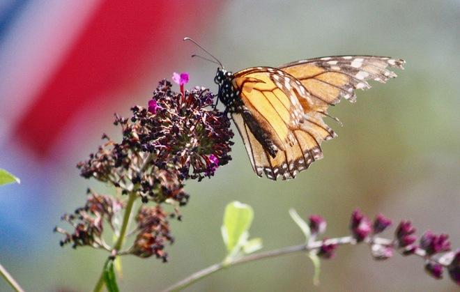 Monarch Butterfly. Amherstburg, ON