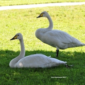 The Royal swans
