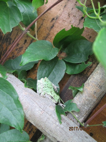 tree frog Tweed, ON
