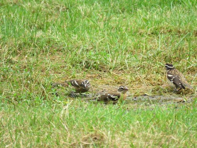 Gathering of White Crowned Sparrows Ottawa, ON