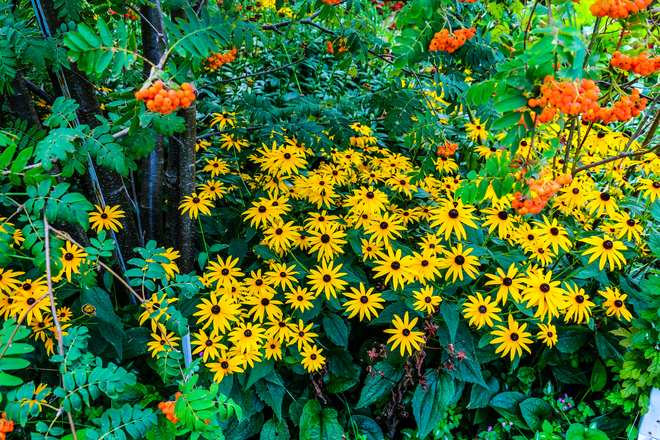 Late summer garden Tecumseh, ON