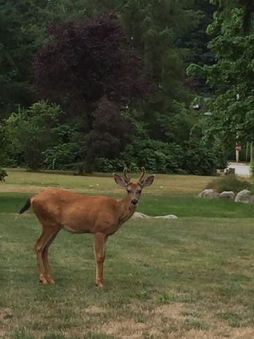 Cooler weather brings the Deer back Maple Ridge, British Columbia, CA