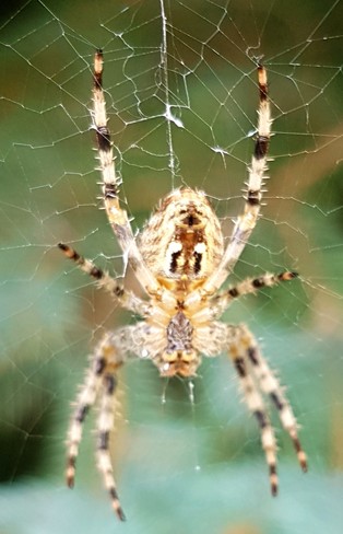 Spider Port Colborne, ON