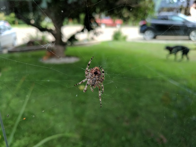 HD spider in the web Gibbons, AB