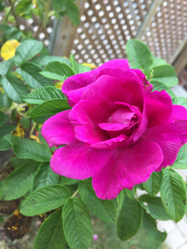 Rose from my garden Barrie, Ontario, CA