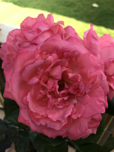 Pink Tea Rose ðŸ˜ Niagara Falls, Ontario, CA