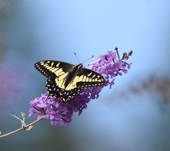 Anise swallowtail Duncan, BC