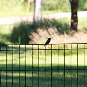 HummingBird resting