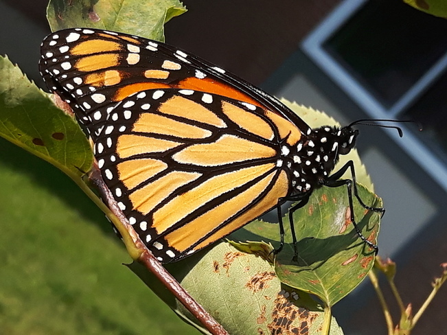 Monarch Butterfly Ottawa, ON