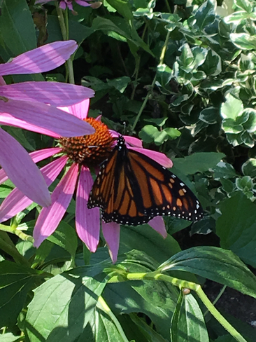 Monarch Bolton, Ontario, CA
