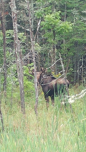 moose Chapleau, ON