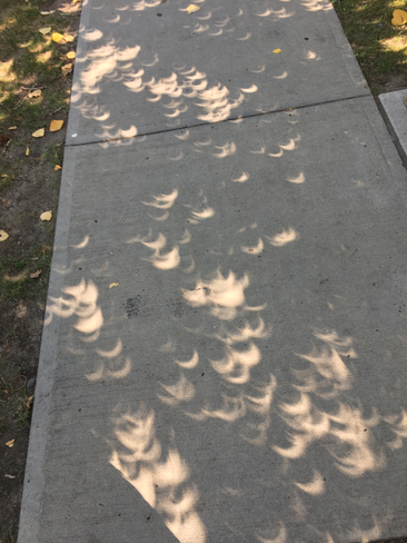 Aug 21, 2017 (11:35am MST) Calgary. Crescent Silhouettes of the Solar Eclipse. Calgary, Alberta, CA