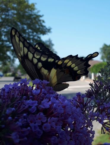 pretty visitor to the butterfly Bush Cooksville, ON