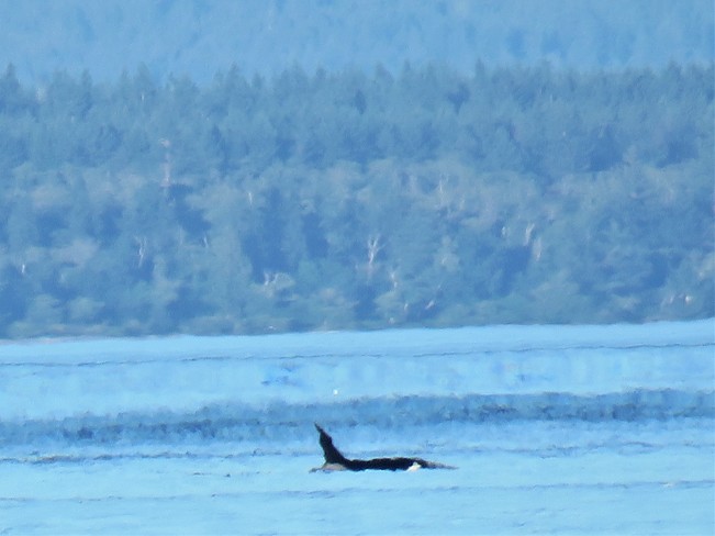 Orca campbell river, b.c.