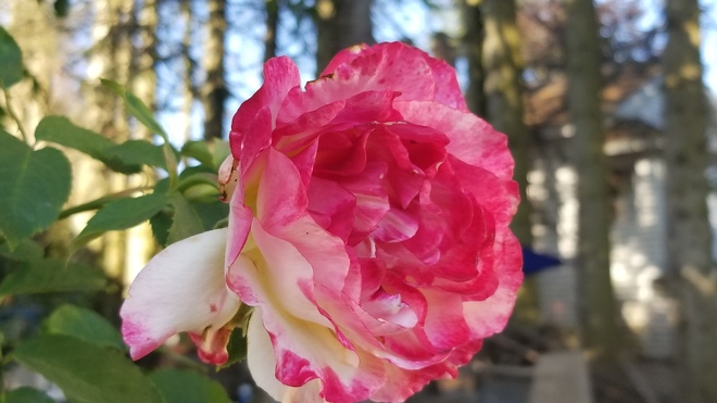 A summer rose has a graet purfume. Surrey, BC