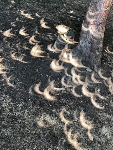 Natural pinhole through tree branches of solar eclipse Cultus Lake, British Columbia, CA