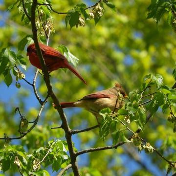 Cardinal couple in a tree.