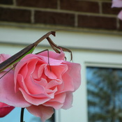 grasshopper on a rose