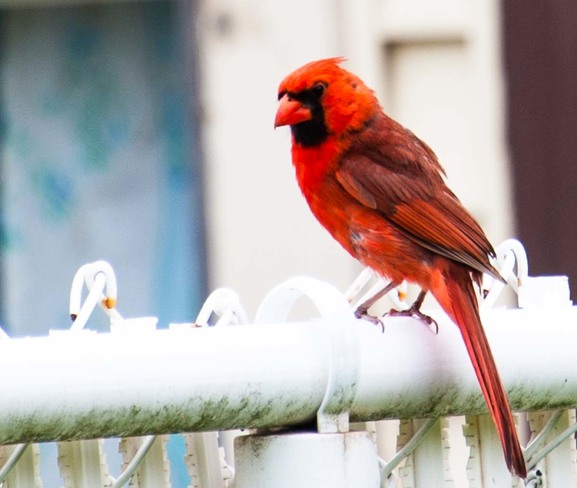 Cardinal Bird. Saint-Jean-sur-Richelieu, QC
