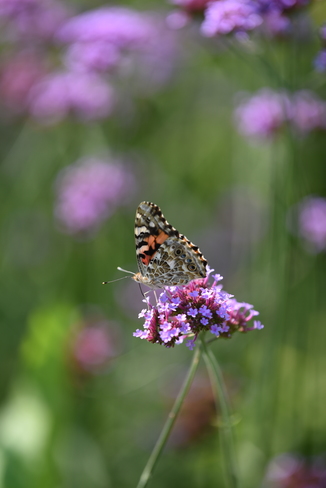 Butterfly at English Gardens Winnipeg, MB