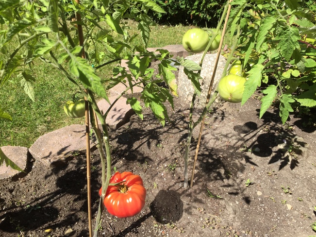 Big Tomato in my garden Pierrefonds, QC H9K 1L7, Canada