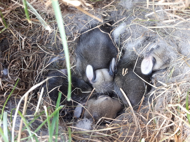 baby rabbits Stoney Creek, ON