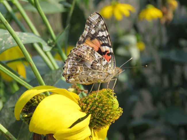 Papillon Mercier, Québec, CA