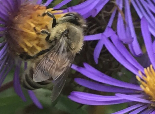 Bees day! Millgrove, Ontario, CA